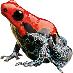 Arena Blanca Dart Frog